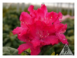 RHODODENDRON x 'Mikkeli' (Finlandais)